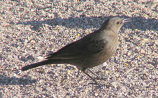  Brewer's blackbird (female)